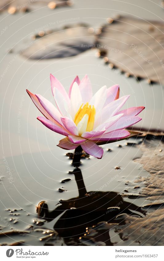 Lotusblume (Wasser Lilly Natur Pflanze Blume Blüte Teich Platz rosa Backwaters Kerala Lotos Indien Blütenblatt Südindien Seerosen Schwache Tiefenschärfe