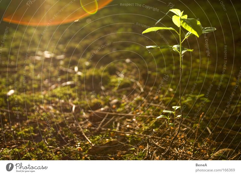 Setzling Umwelt Natur Pflanze Erde Sonnenaufgang Sonnenuntergang Sonnenlicht Frühling Baum Blatt Grünpflanze Buche Buchengewächs Fagus Moos leuchten Wachstum