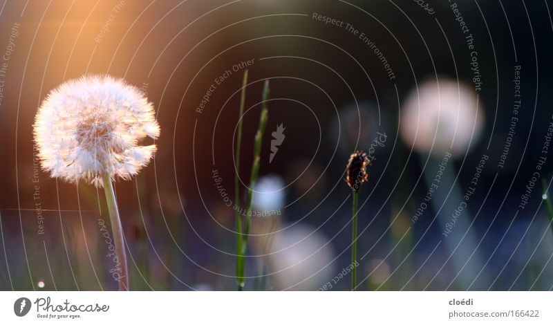 pusteblume Farbfoto Außenaufnahme Abend Dämmerung Lichterscheinung Sonnenlicht Sonnenaufgang Sonnenuntergang Gegenlicht Froschperspektive Natur Pflanze Blume