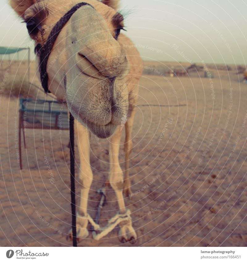 Tach auch! Farbfoto Außenaufnahme Lomografie Holga Textfreiraum rechts Abend Dämmerung Weitwinkel Tierporträt Blick Blick in die Kamera Zoo Sand Wüste Sahara