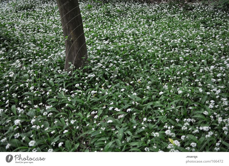 Teppich Farbfoto Gedeckte Farben Außenaufnahme Menschenleer Natur Landschaft Pflanze Frühling Sommer schlechtes Wetter Baum Blume Gras Sträucher Grünpflanze