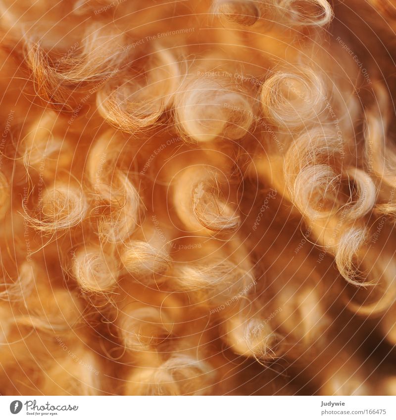 Lockig Farbfoto Detailaufnahme Menschenleer Tierporträt Haare & Frisuren Friseur Haustier Hund Haarbürste Wachstum Fröhlichkeit natürlich rebellisch wild weich