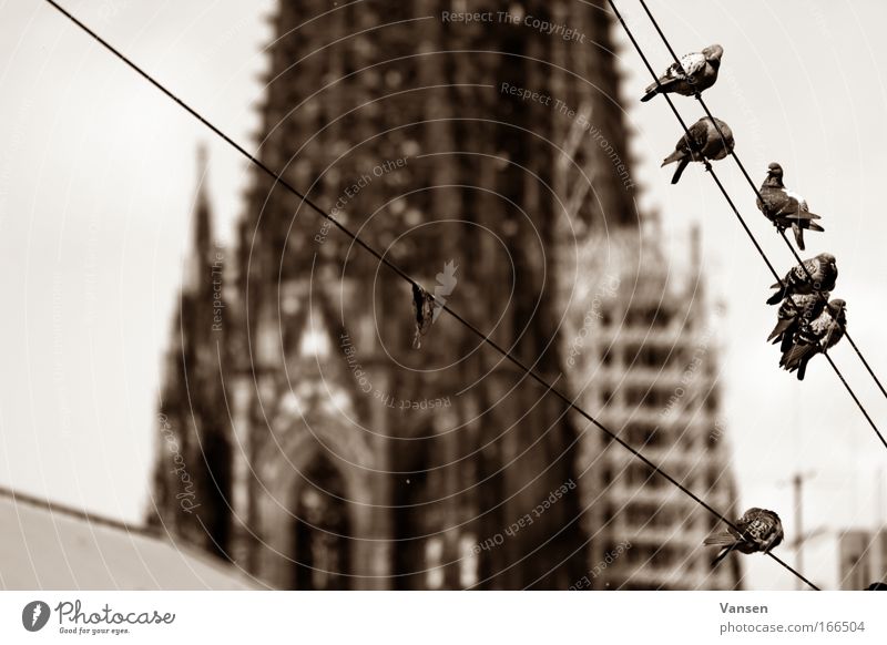 Wahrzeichen Schwarzweißfoto Außenaufnahme Menschenleer Tag Starke Tiefenschärfe Kölner Dom Bauwerk Gebäude Architektur Sehenswürdigkeit Tier Vogel Taube