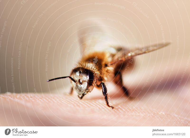 bitte nicht stechen Lebensmittel Haut Hand Umwelt Tier Nutztier Biene Tiergesicht Flügel 1 ästhetisch trendy schön einzigartig Insekt Honigbiene sanft Fühler