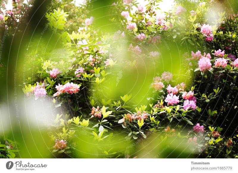 All The World Is Green. Umwelt Natur Pflanze Frühling Rhododendron Park Blühend ästhetisch natürlich grün rosa Farbfoto Außenaufnahme Tag