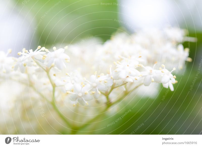 Holdrioo Natur Pflanze Frühling Blüte Holunder Holunderblüte Garten Blühend Wachstum ästhetisch Duft natürlich gelb grün weiß Religion & Glaube Stimmung