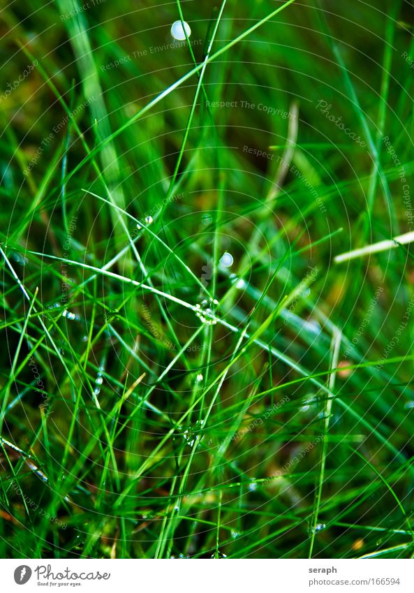 Gras Schilfrohr biotope blades of grass detail grass country Natur Blume Wiese blur herb Pflanze Umwelt Blühend pflanzlich Wind Hintergrundbild Biologie
