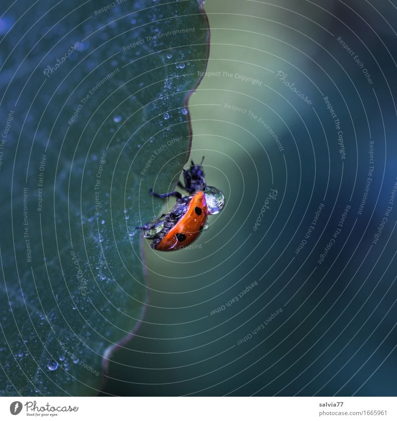 Regenzeit Natur Pflanze Tier Wasser Wassertropfen schlechtes Wetter Blatt Käfer Siebenpunkt-Marienkäfer Insekt 1 krabbeln klein nass grün orange Gelassenheit