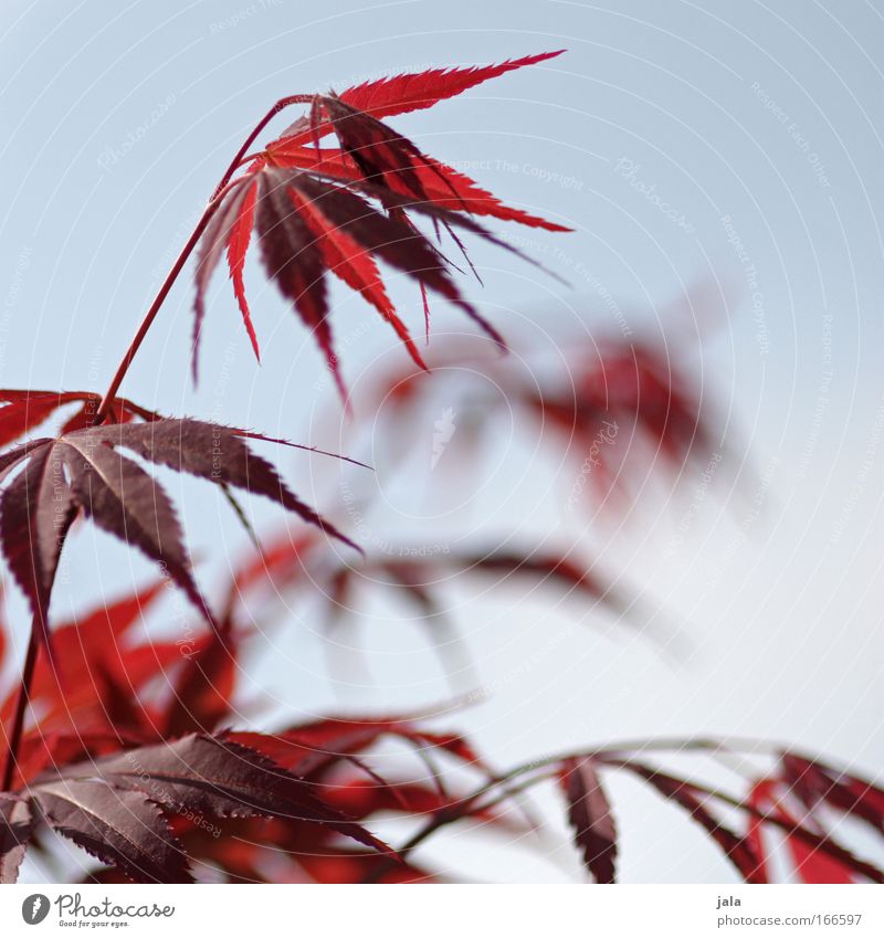 Japanese Maple Tree III Farbfoto Außenaufnahme Tag Schwache Tiefenschärfe Pflanze Himmel Sträucher Blatt Zweige u. Äste Ahorn Ahornblatt blau rot