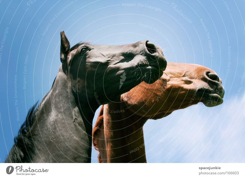 Gemeinsam in die Zukunft schauen Farbfoto Außenaufnahme Reiten Tier Pferd Tiergesicht 2 Tierpaar beobachten berühren Blick träumen elegant glänzend Glück