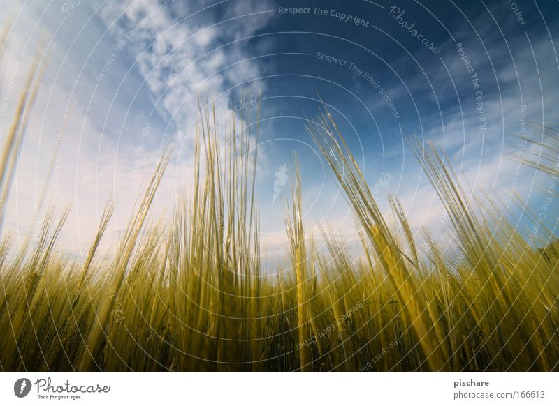Corny vs. MilkyWay Natur Landschaft Himmel Wolken Sommer Schönes Wetter Nutzpflanze Getreide Feld Wachstum frei natürlich Sauberkeit schön blau gelb gold