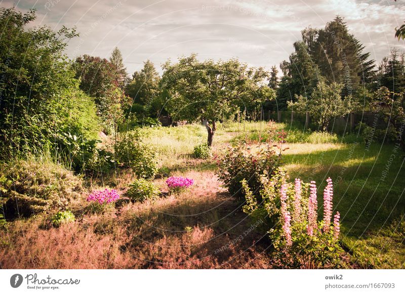 Lauter Blüten Umwelt Natur Landschaft Himmel Wolken Horizont Klima Schönes Wetter Wärme Pflanze Baum Blume Gras Sträucher Blatt Grünpflanze exotisch Lupine