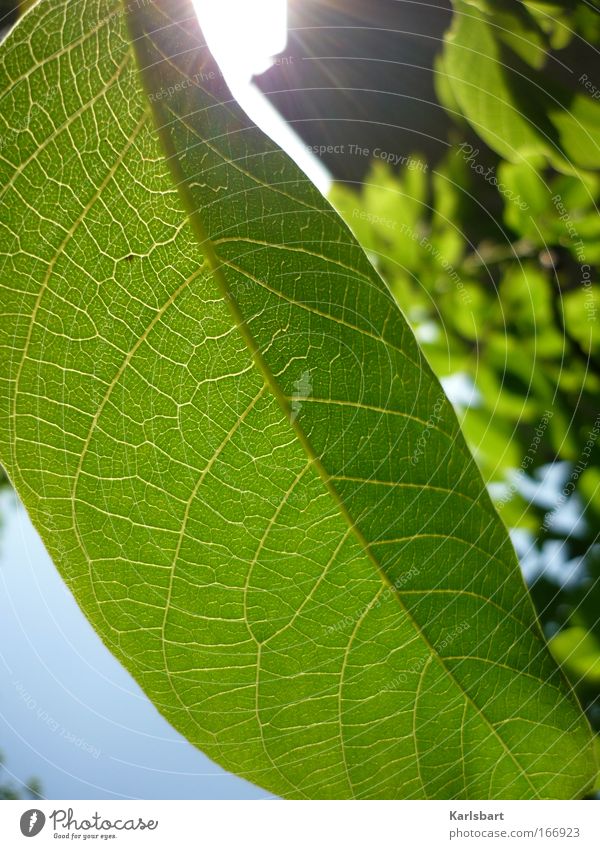 das streicheln der blätter während des vorgangs des scheinens. schön Leben harmonisch Sommer Sonne Natur Pflanze Sonnenlicht Blatt Umwelt frisch Photosynthese