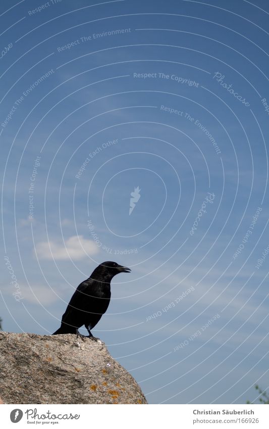 Quoth the raven, `Nevermore.' Farbfoto Außenaufnahme Menschenleer Textfreiraum oben Tag Silhouette Tier Wildtier Vogel Flügel Rabenvögel 1