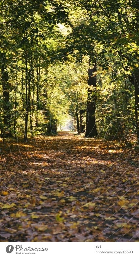 Herbstweg Blatt Wald Licht Waldlichtung Karlsruhe Wege & Pfade Schlossgarten
