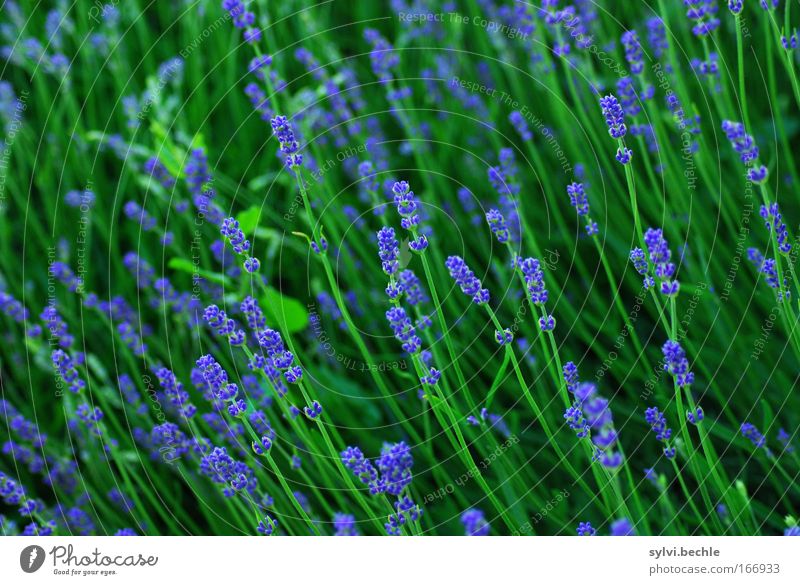der sonne entgegen Natur Pflanze Sommer Blüte Grünpflanze Lavendel Blühend Duft Wachstum frisch schön lang blau grün Idylle Ferien & Urlaub & Reisen Stimmung