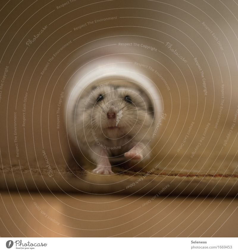 Nibbler Umwelt Natur Tier Haustier Wildtier Tiergesicht Hamster 1 rennen klein nah Farbfoto Innenaufnahme Kunstlicht Schwache Tiefenschärfe Tierporträt