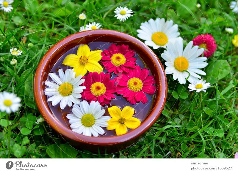 bunte Blumen auf einer Wiese in Wasserschüssel Glück Alternativmedizin Wellness Spa Sommer Sonne Freundschaft Frühling Gras Schriftzeichen hell gelb grün