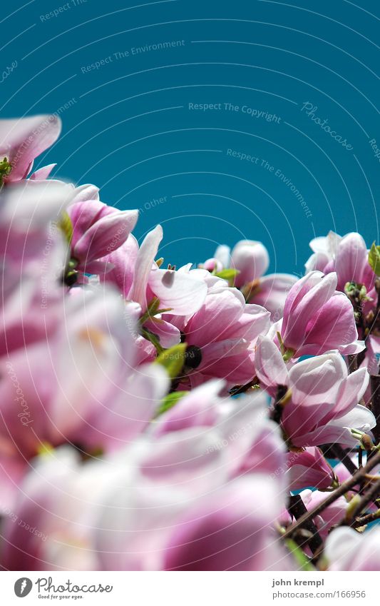 in voller blüte Farbfoto mehrfarbig Außenaufnahme Textfreiraum oben Tag Natur Pflanze Himmel Wolkenloser Himmel Frühling Schönes Wetter Baum Blüte
