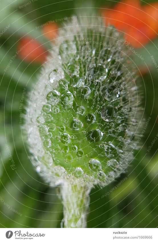 dewdrops; Weed; Water; Structure; Dew; Raindrops Natur Wasser Wassertropfen Blatt ästhetisch nass Tau Struktur Regentropfen Nebeltropfen Perle Tauperle