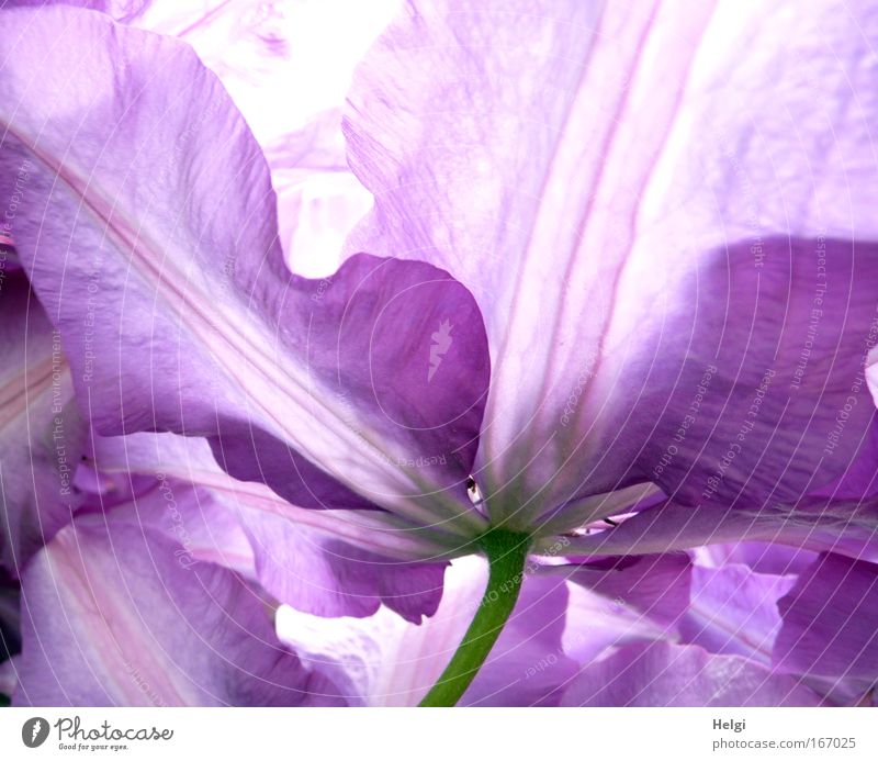 Nahaufnahme von Blütenblättern einer lila Clematisblüte Farbfoto Außenaufnahme Detailaufnahme Menschenleer Tag Gegenlicht Umwelt Natur Pflanze Frühling