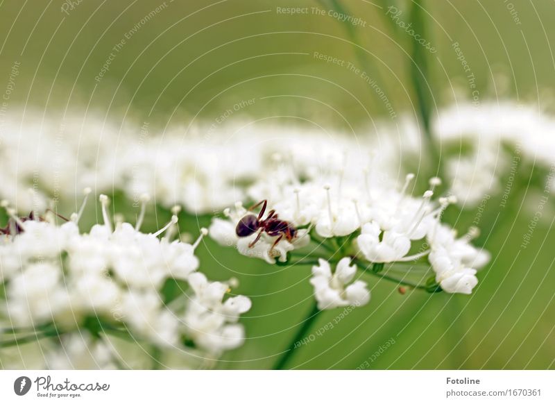 Arbeitsreicher Sommer Umwelt Natur Pflanze Tier Schönes Wetter Blume Garten 1 frei hell nah natürlich grün weiß Ameise Gewöhnliche Schafgarbe Blüte krabbeln