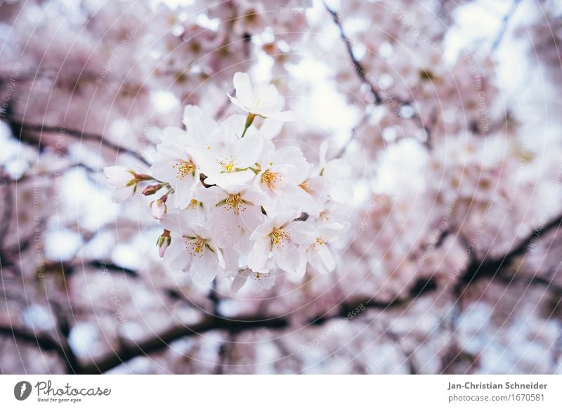 Kirsche elegant Erholung Umwelt Frühling Baum Blume Blüte Kirschblüten Garten Park Gesundheitswesen Wellness Farbfoto Detailaufnahme Menschenleer
