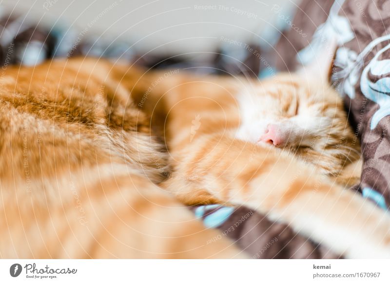 Müdes Tier rothaarig Haustier Katze Tiergesicht Fell 1 Erholung schlafen ästhetisch schön Vorsicht Gelassenheit geduldig ruhig Müdigkeit Bett Farbfoto
