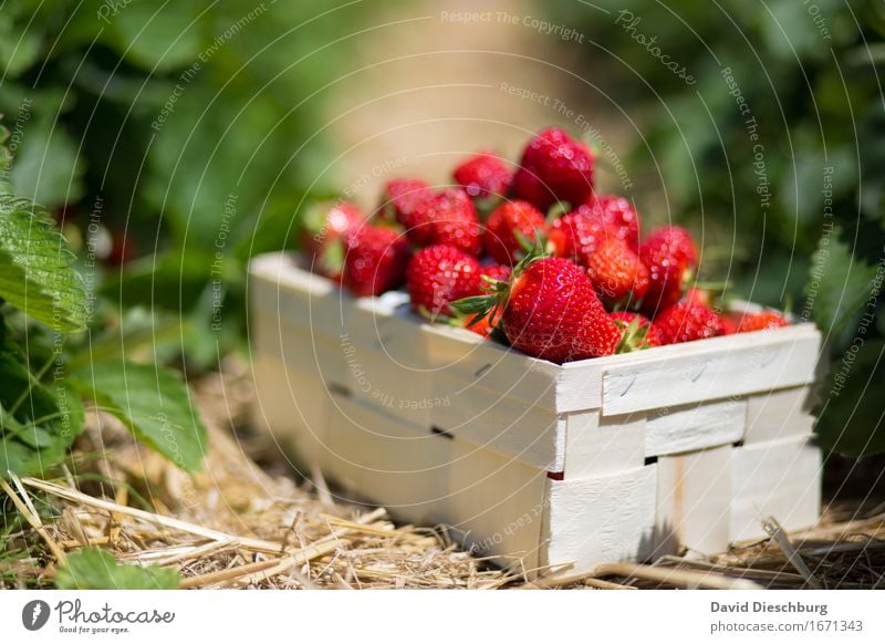 Erdbeeren Lebensmittel Frucht Ernährung Bioprodukte Vegetarische Ernährung Fingerfood Landwirtschaft Forstwirtschaft Natur Schönes Wetter Pflanze Nutzpflanze