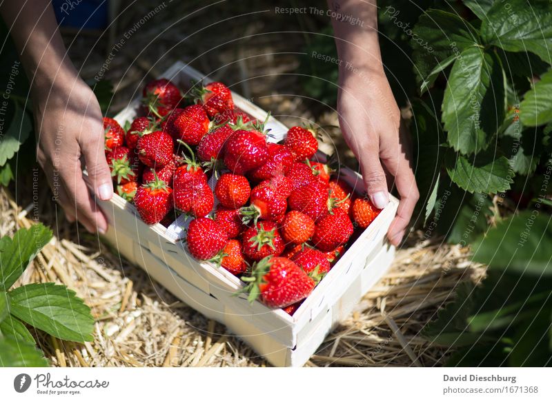 Frische Ware Lebensmittel Frucht Ernährung Bioprodukte Vegetarische Ernährung Hand Natur Sommer Schönes Wetter Pflanze Nutzpflanze Feld gelb grün rot Querformat