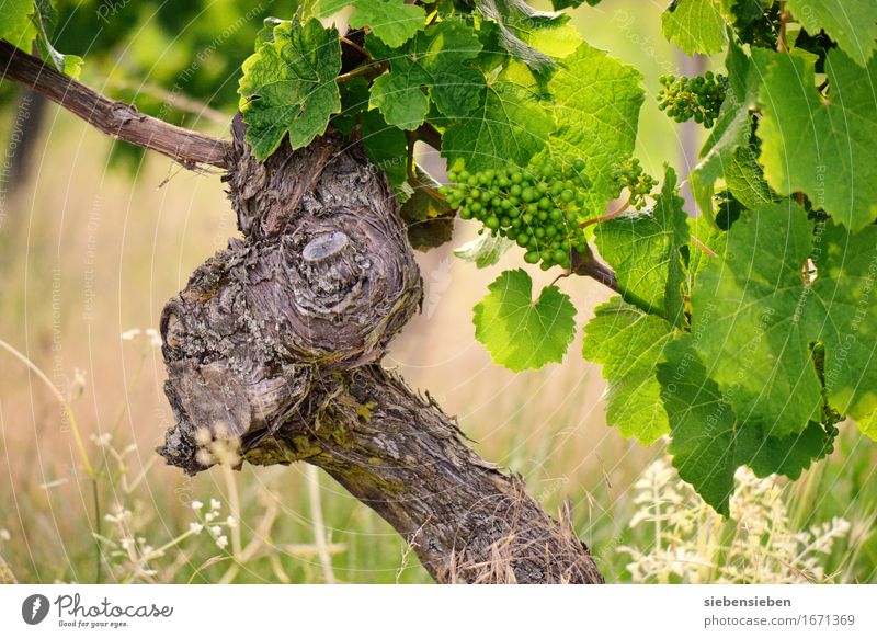 Das wird ein guter Jahrgang Alkohol Ferien & Urlaub & Reisen Sommer Landwirtschaft Forstwirtschaft Natur Landschaft Pflanze Tier Schönes Wetter Wein Weinberg