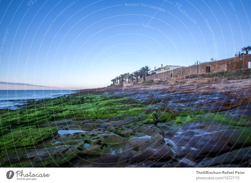 Luz Portugal Umwelt Natur Landschaft blau braun grau grün Algarve Moos Moosteppich Küste Stein Felsen Strand Palme Himmel Meer Ferien & Urlaub & Reisen Farbfoto