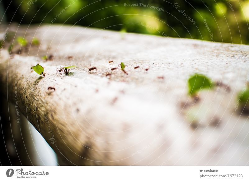 Ameisen in Costa Rica Tiergruppe grün Ameisenstraße Insekt Arbeit & Erwerbstätigkeit fleißig tragen Güterverkehr & Logistik Farbfoto Außenaufnahme Makroaufnahme