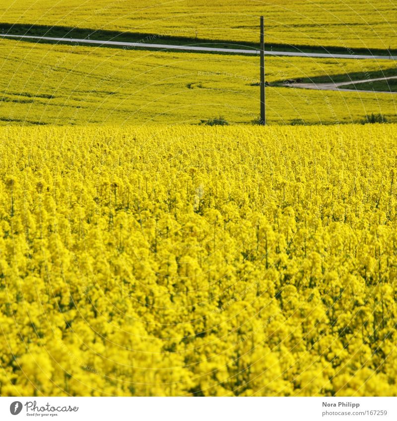Gelb Farbfoto mehrfarbig Außenaufnahme Menschenleer Tag Schwache Tiefenschärfe Zentralperspektive Umwelt Natur Landschaft Frühling Schönes Wetter Pflanze Blüte