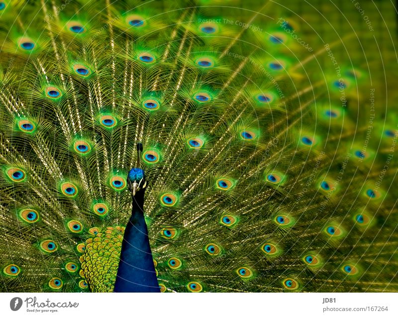 Farbenfroh Farbfoto mehrfarbig Außenaufnahme Nahaufnahme Muster Strukturen & Formen Unschärfe Tierporträt Blick in die Kamera Blick nach vorn Wildtier