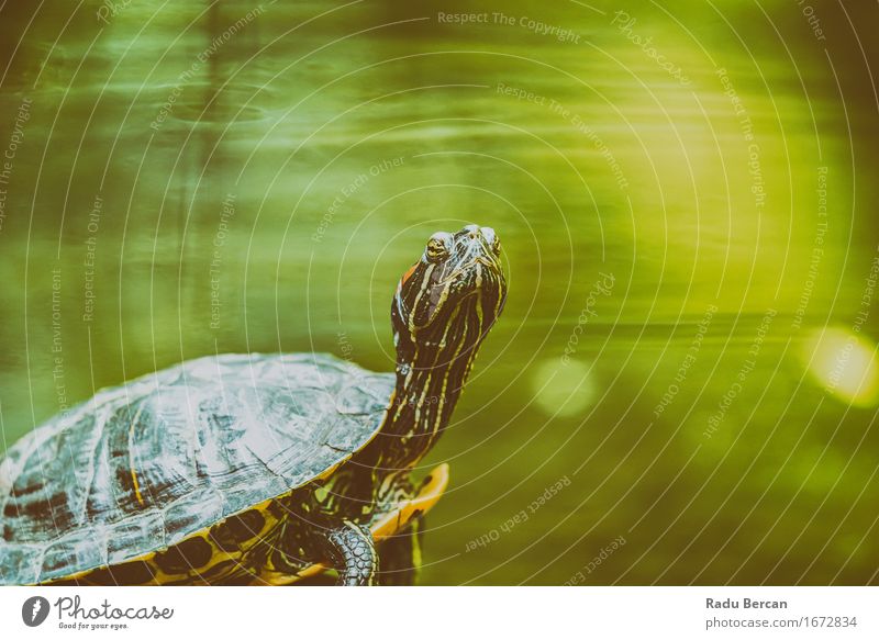 Sumpfschildkröte, die in der Sonne auf Felsen im See-Wasser erhitzt Natur Tier Wildtier Tiergesicht 1 grün Schildkröte Landschildkröte Porträt Tierporträt