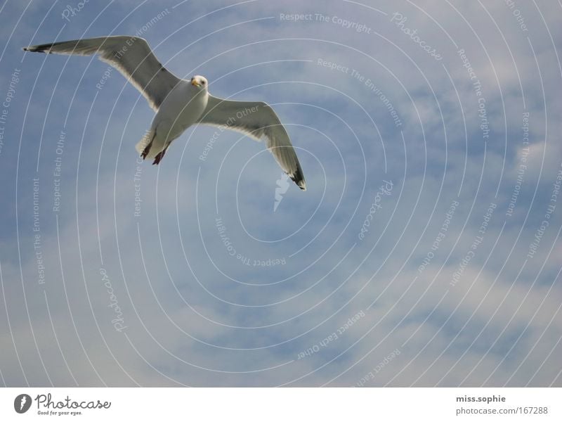 frei sein Natur Himmel Wolken Tier Vogel Flügel beobachten fliegen elegant Neugier blau Kraft Macht schön Hochmut Übermut Bewegung Freiheit Frieden