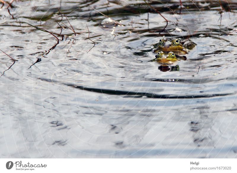 quak quak... Umwelt Natur Tier Wasser Frühling Schönes Wetter Moor Sumpf Wildtier Frosch Wasserfrosch Fortpflanzung 2 Brunft authentisch Zusammensein