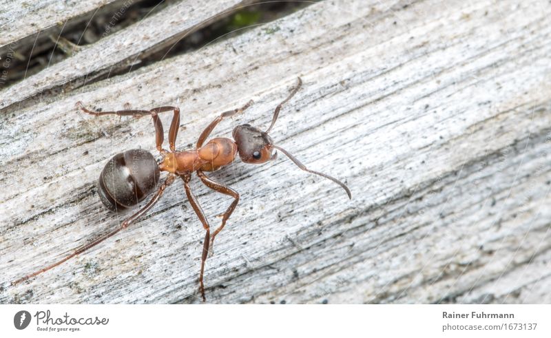 eine Rote Waldameise "Rote Waldameise Ameise" 1 Tier beobachten Bewegung Fressen kämpfen krabbeln rot Tapferkeit fleißig Natur Farbfoto Makroaufnahme