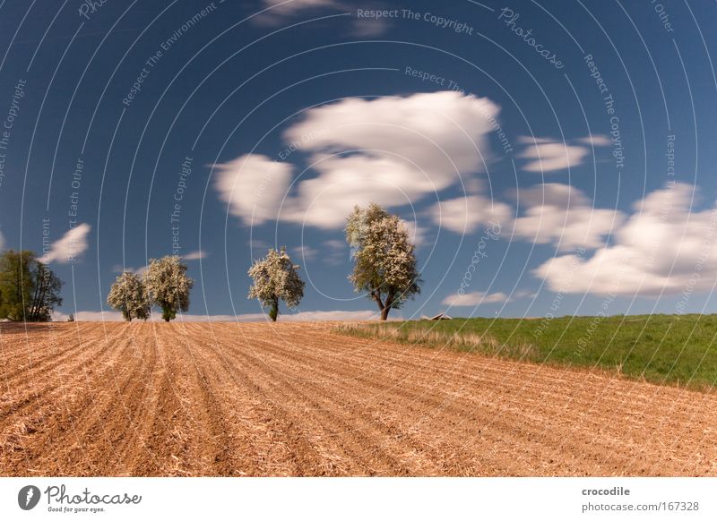 Apfelblüte V Farbfoto Außenaufnahme Menschenleer Textfreiraum oben Textfreiraum unten Tag Schatten Kontrast Sonnenlicht Starke Tiefenschärfe Zentralperspektive