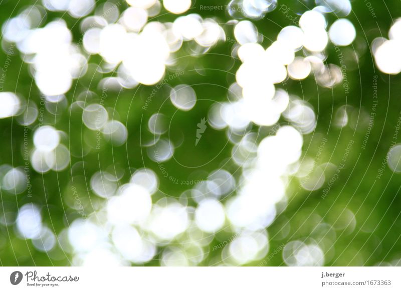 im Wald Natur Pflanze Baum grün weiß Blendenfleck Blendeneffekt Farbfoto Gedeckte Farben Außenaufnahme Experiment Tag Licht Kontrast Reflexion & Spiegelung