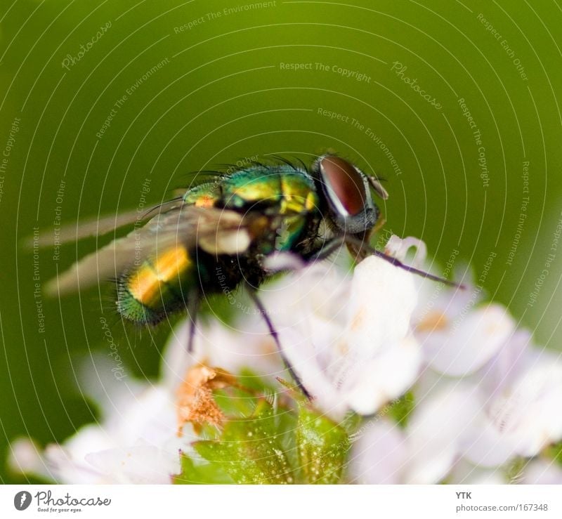 Come Fly away! Farbfoto mehrfarbig Außenaufnahme Detailaufnahme Makroaufnahme Strukturen & Formen Menschenleer Textfreiraum oben Tag Dämmerung Schatten Kontrast