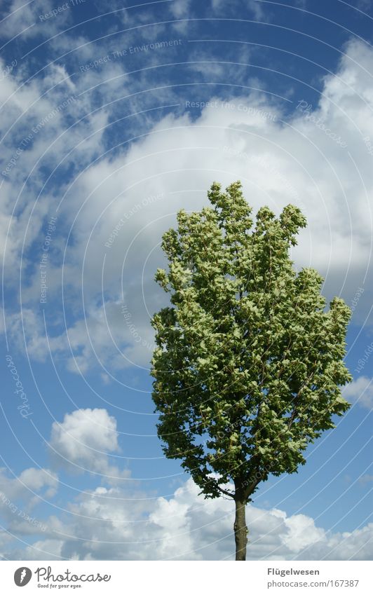 1. Stunde in der Baumschule: Gerade stehen! Farbfoto Außenaufnahme Umwelt Natur Landschaft Pflanze Himmel Wolken Klima Park Erholung verblüht Freundlichkeit