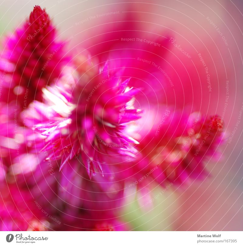 Einfach Pink Natur Pflanze Ein Lizenzfreies Stock Foto Von Photocase