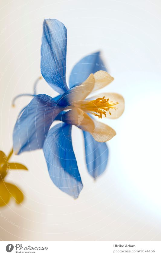 Blau / weiße Akelei (Aquilegia) Natur Pflanze Sommer Blume Blüte Wildpflanze Topfpflanze Blütenstempel Garten Park Dekoration & Verzierung Blumenstrauß Blühend