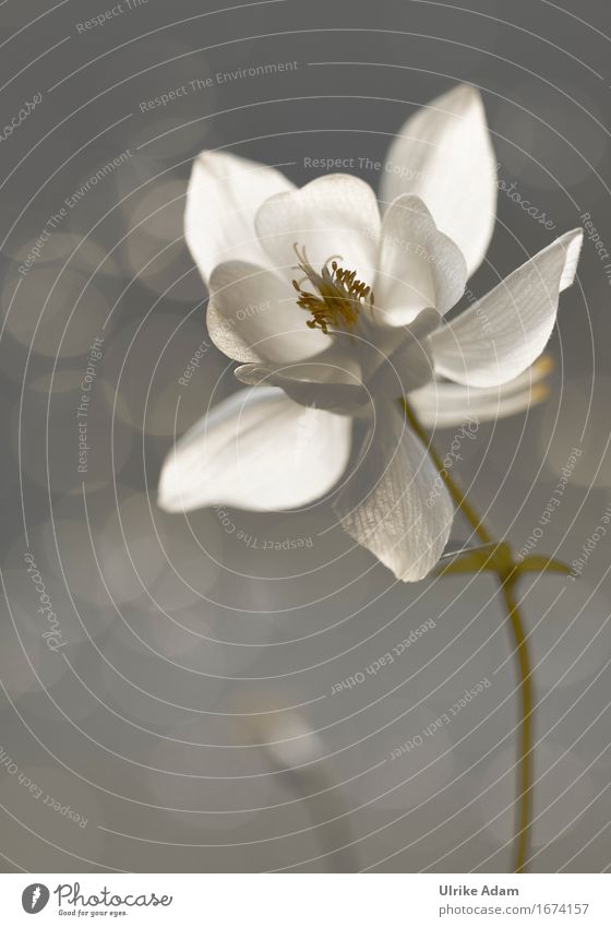 Weiße Akelei (Aquilegia) Natur Pflanze Sonnenlicht Frühling Sommer Blume Blüte Wildpflanze Topfpflanze Stauden Garten Park Wiese Blühend leuchten hell Wärme