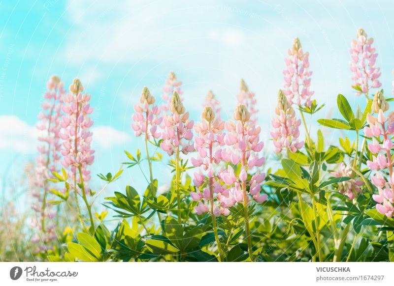Rosa Lupinen Blumen über Himmel Lifestyle Design Ferien & Urlaub & Reisen Sommer Garten Natur Landschaft Pflanze Sonne Sonnenlicht Schönes Wetter Blatt Blüte