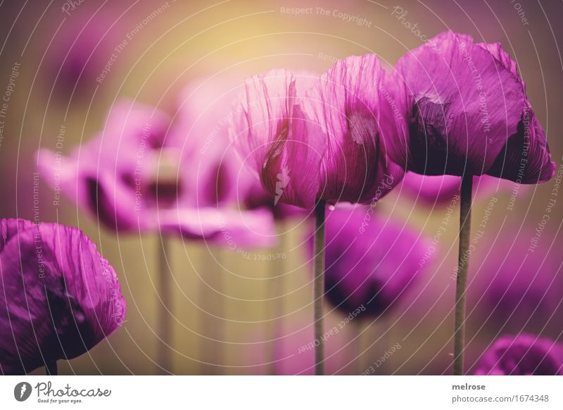 MOHN-Lichtblick Mohn elegant Stil Natur Pflanze Sommer Schönes Wetter Blume Blatt Blüte Wildpflanze Mohnfeld Mohnblüte Klatschmohn Blütenstauden Blütenstengel