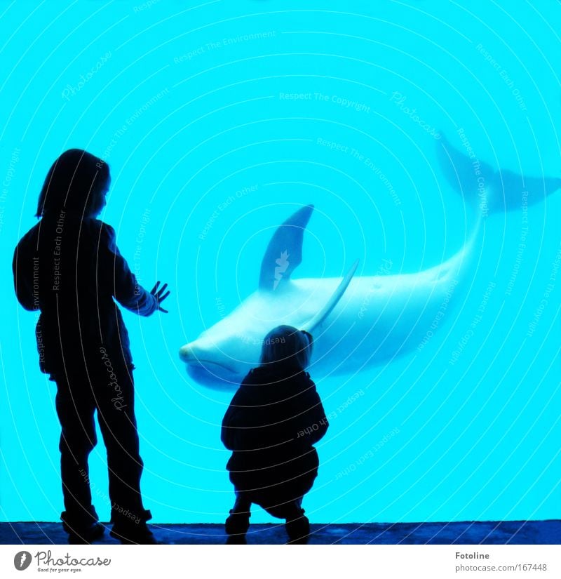 Kraul mir den Bauch! Farbfoto Unterwasseraufnahme Textfreiraum oben Totale Mensch Kind Mädchen Hand Finger 2 3-8 Jahre Kindheit Umwelt Natur Tier Wasser Wellen