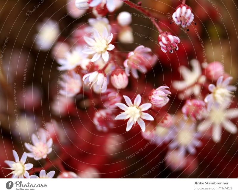 Blüten des Blauen Mauerpfeffers auf Sardinien Natur Pflanze Frühling Blume Wildpflanze exotisch Blühend Duft leuchten Wachstum rosa weiß Frühlingsgefühle Farbe